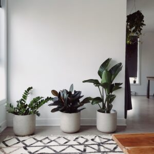plantes interieur